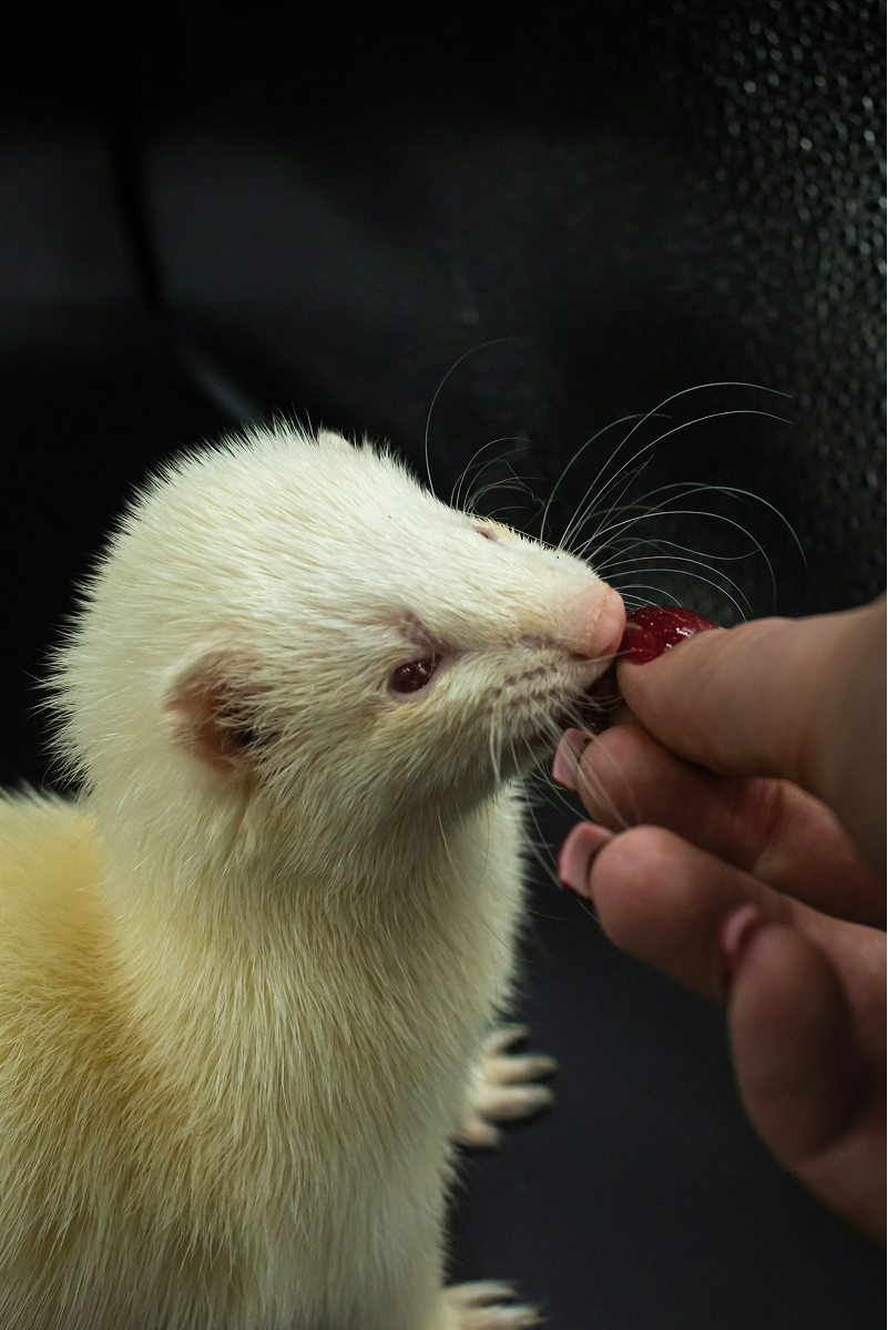 Ferret